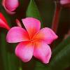 Pink Plumeria