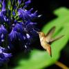 Humming Bird