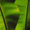 Banana Leaf